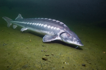 Russian Sturgeon