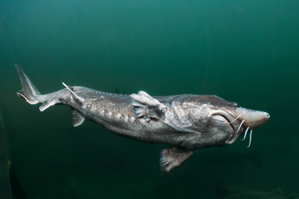 Beluga Sturgeon